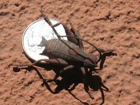 Jumping Cricket in White Natural Versatile Plastic