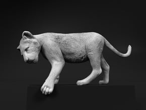 Lion 1:6 Cub reaching for something in White Natural Versatile Plastic