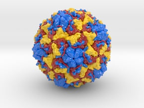 Rhinovirus in Glossy Full Color Sandstone