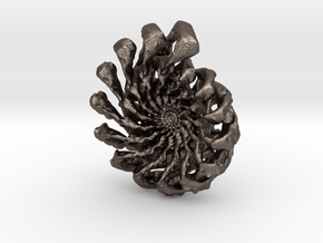 Wild Ammonite in Polished Bronzed-Silver Steel