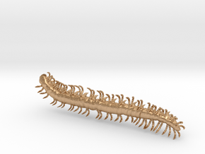 dargon millipede worm in Natural Bronze: Extra Small