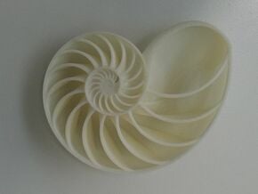 Spiraling Nature | Nautilus Shell in Natural Sandstone