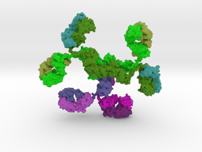 Secondary Antibodies bound to Primary Antibody in Natural Full Color Sandstone