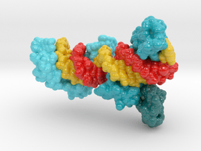 Zinc Fingers Wrapped Around DNA (Revised) in Glossy Full Color Sandstone