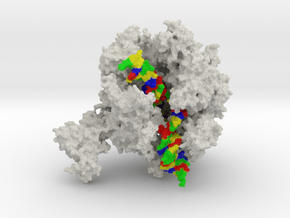 RNA Polymerase II in Natural Full Color Sandstone
