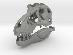 Tyrannosaurus skull - dinosaur model in Gray PA12: 1:12