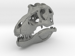 Tyrannosaurus skull - dinosaur model in Gray PA12: 1:16