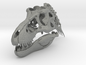 Tyrannosaurus - dinosaur skull and neck vertebrae in Gray PA12: 1:16