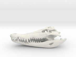 Crocodile Skull in White Natural Versatile Plastic