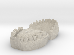 Teeth in Natural Sandstone