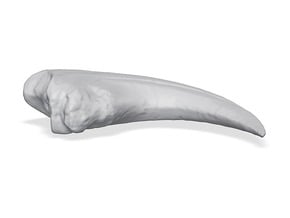 Baryonyx Claw in Tan Fine Detail Plastic