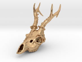 Capreolus skull with teeth in Natural Bronze