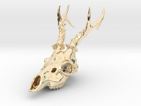 Capreolus skull with teeth in 14k Gold Plated Brass