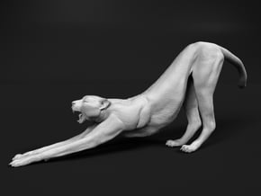 Cheetah 1:9 Stretching Male in White Natural Versatile Plastic