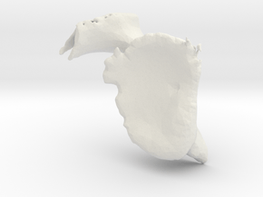 Scapula-Bone in White Natural Versatile Plastic