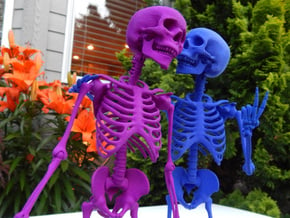 Mr Bones -- Articulated Skeleton in White Processed Versatile Plastic