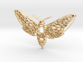 Hawkmoth in 14k Gold Plated Brass