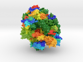 RNA Polymerase II (Large) in Glossy Full Color Sandstone