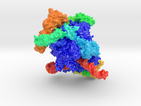 RNA Polymerase I (Large) in Glossy Full Color Sandstone