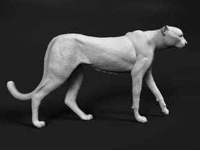 Cheetah 1:25 Walking Male 4 in White Natural Versatile Plastic