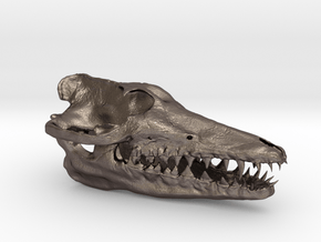 Pakicetus skull half size in Polished Bronzed Silver Steel