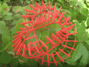 Knotty Infinite Senbon Torii in Red Processed Versatile Plastic