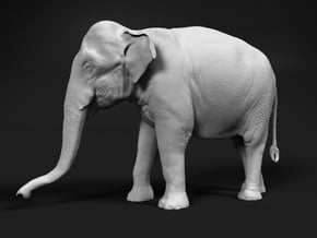 Indian Elephant 1:22 Standing Female 1 in White Natural Versatile Plastic