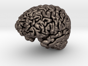 Human Brain Model (Small) in Polished Bronzed-Silver Steel