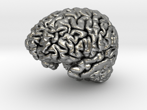 Human Brain Model (Small) in Natural Silver