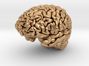 Human Brain Model (Small) in Natural Bronze