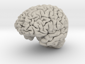 Human Brain Model (Small) in Natural Sandstone