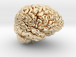 Adult Male Human Brain 40% Scale in 14k Gold Plated Brass