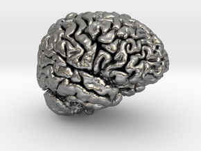 Adult Male Human Brain 40% Scale in Natural Silver