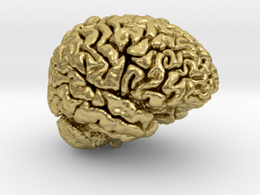 Adult Male Human Brain 40% Scale in Natural Brass