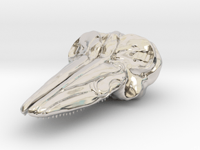Hector's Dolphin Skull Pendant in Rhodium Plated Brass