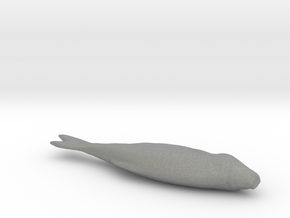 Fish 3d Scan in Gray PA12