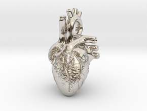 Anatomical Heart Pendant in Platinum