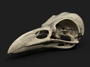 Crow Skull in Tan Fine Detail Plastic