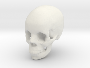 Skull From Anatomy3D  in White Natural Versatile Plastic