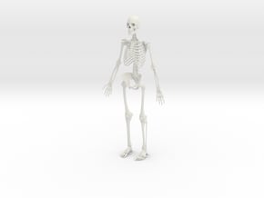 Human Skeleton -1:6 scale (30 cm) in White Natural Versatile Plastic