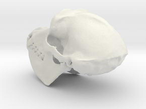 Chimpanzee skull 52mm in White Natural Versatile Plastic