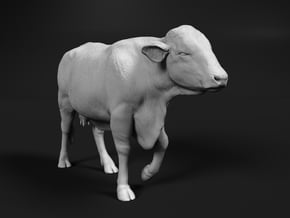 Brangus 1:16 Walking Cow in White Natural Versatile Plastic