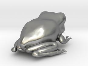 Eastern Gray Tree Frog in Natural Silver