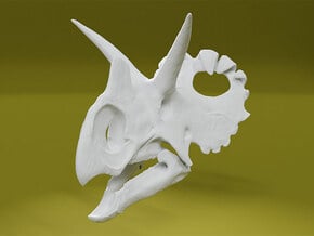Wendiceratops Skull in White Natural Versatile Plastic: 1:18
