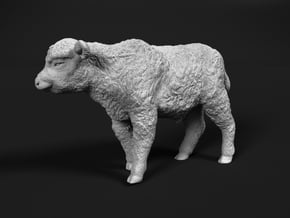 Highland Cattle 1:16 Walking Calf in White Natural Versatile Plastic