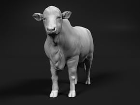 Santa Gertrudis 1:35 Standing Bull in White Natural Versatile Plastic