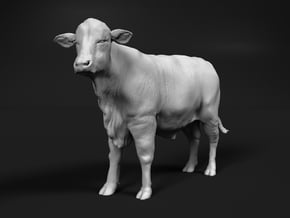 Brangus 1:6 Standing Young Bull in White Natural Versatile Plastic