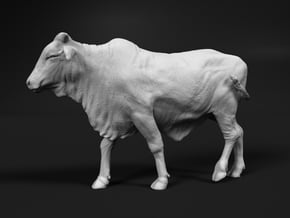 1/2 Brahman x 1/2 Brangus 1:48 Walking Heifer in Tan Fine Detail Plastic