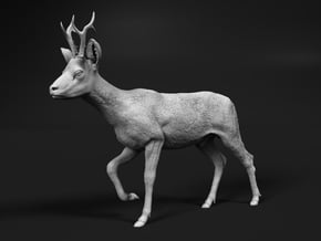Roe Deer 1:6 Walking Male in White Natural Versatile Plastic