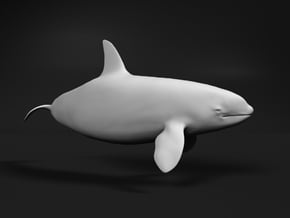 Killer Whale 1:76 Swimming Female 3 in White Natural Versatile Plastic